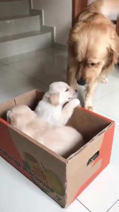 Welcoming puppies