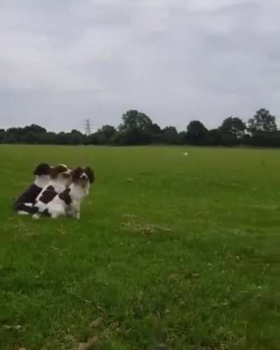 These incredibly disciplined Brittanys.