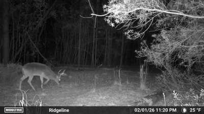 Nice 8 (West AL)