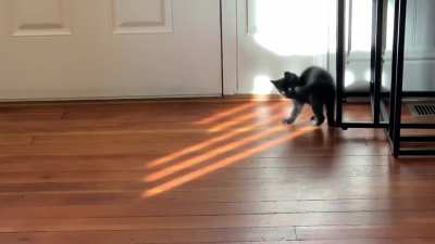 Cat.