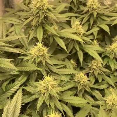 The AM unzip 😎 - Bruce Banner
