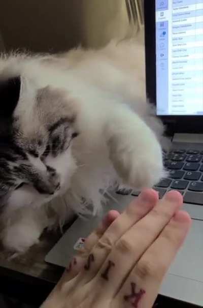 My ragdoll is demanding with his petting