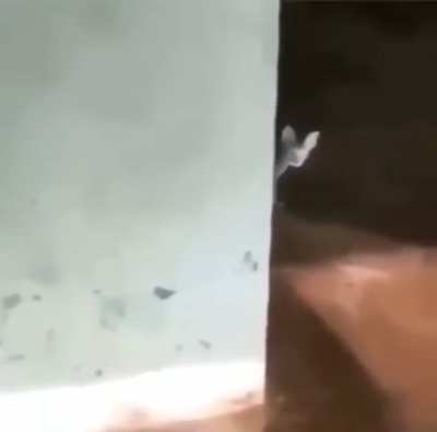 _____ cat
