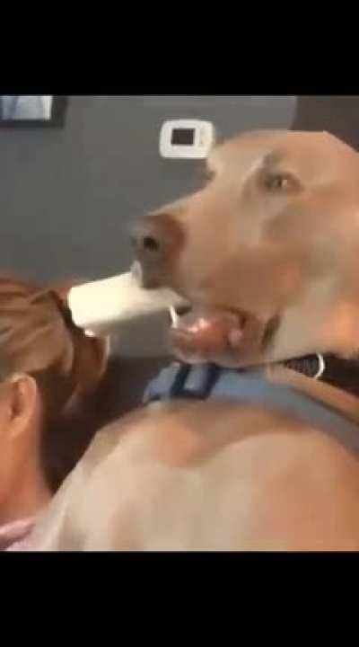 Dog Frozen Mood