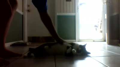 look at my kitty