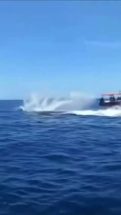 Killer Whale collides with dolphin midair