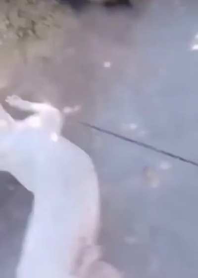 Never Mess With Dogs