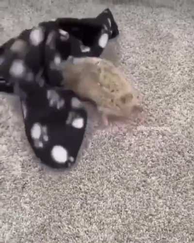 This hedgehog woke up and chose violence.