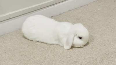 Just settling down for a nap 💤
