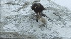 🔥 Steamer ducks save a penguin chick from a group of Striated caracaras 🔥