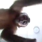 Behold the funni monkee