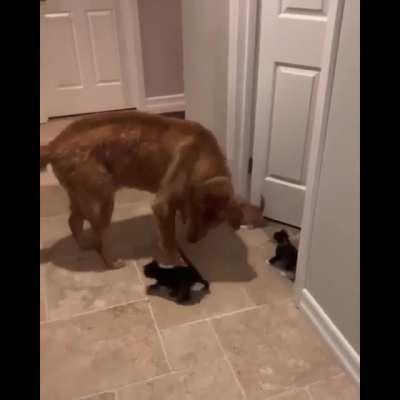 Darth Kittious will be honored if you join us.