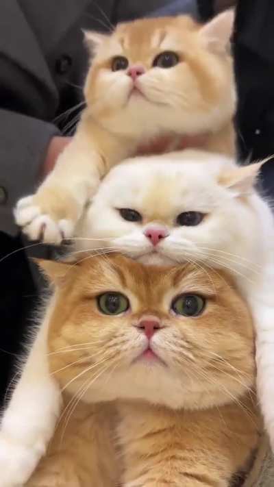 Catception