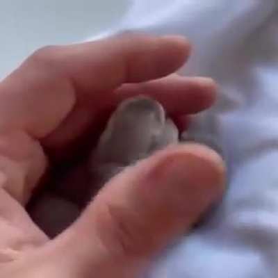 Baby ferrets! :')