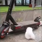 Those hind legs