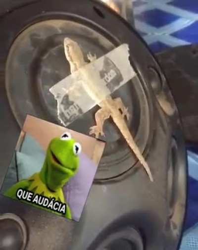 Taporameno