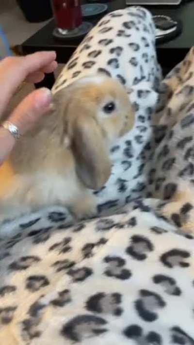 Truffle