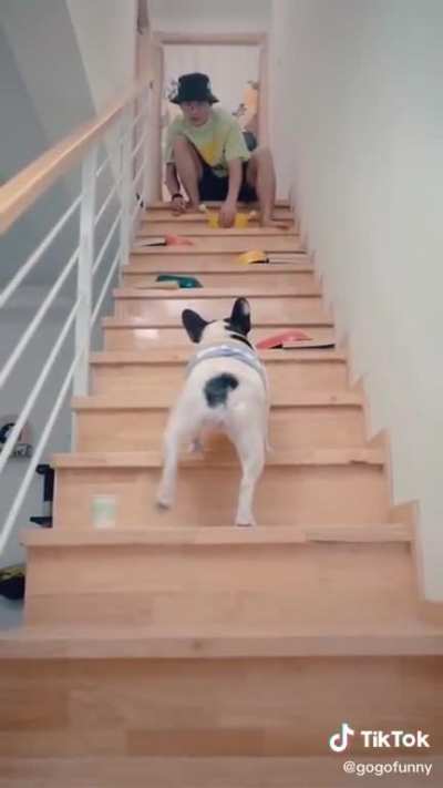 dog has no chill