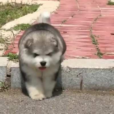 A speedy boi stopped