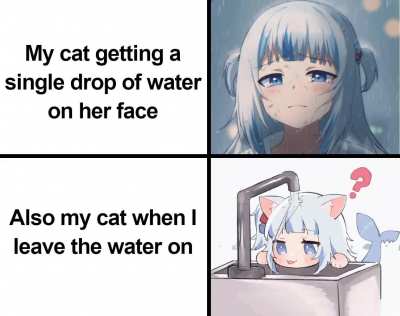 Cats are confusing