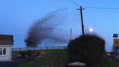 Murmuration over Nobber, Meath
