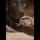This dog