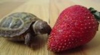 Could you at least hold the strawberry still?