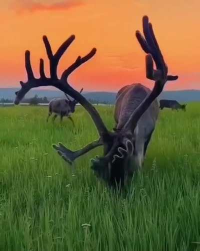 Magnificent