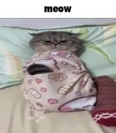 meow