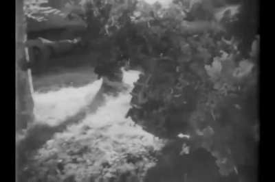 Suspiciously StuG-like shrubbery on the move