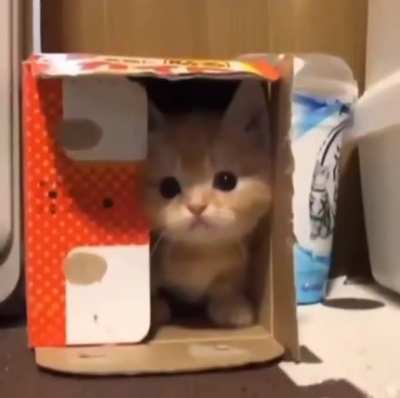 kedi