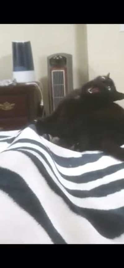 Cat powers up his Attack Bite!