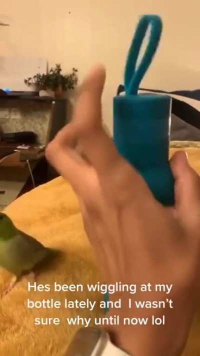 Birb