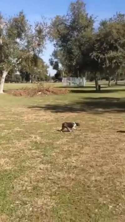 Dog yeeted himself