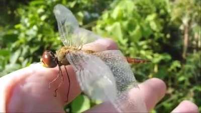 Pantala flavescens is considered the most widespread dragonfly on the planet, earning it the nicknames 