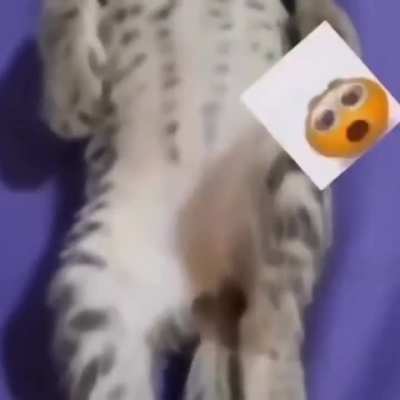 cats