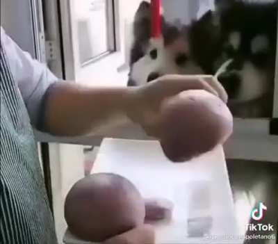Snacks for doggos
