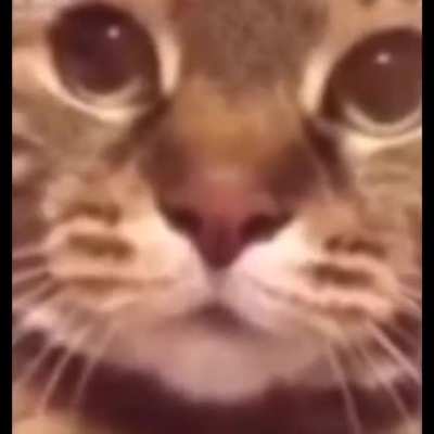 Kk