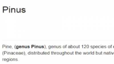 scientific name for pine wood