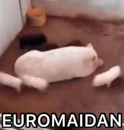 Kto ne skachet tot moskal