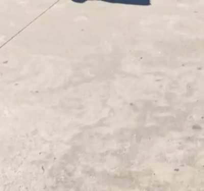 Concrete Scorpion