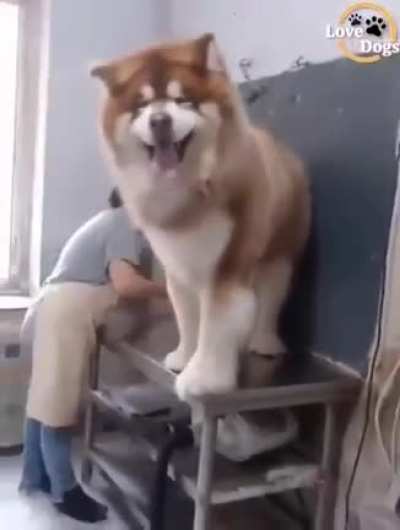 Absolute good boi
