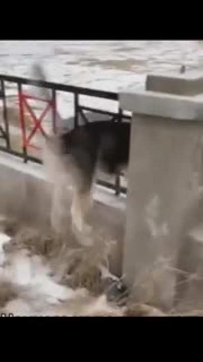 See hooman, can you do thi... Oh nvm