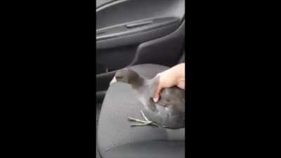 Pato