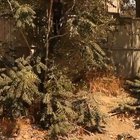HMRB as I use this tree to drop in.
