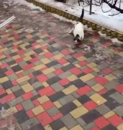 Cat.exe runs, but progress-bar stuck at 90%