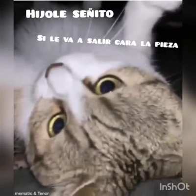 Ya conocieron al gato feministo o gato Brayan. Ora les traigo el gato mecánico.