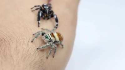 Thanks, I love wrassling spidies <3