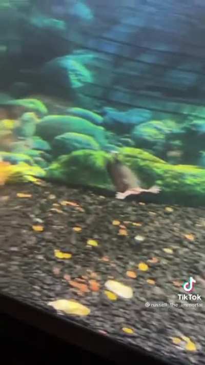 Not the frog