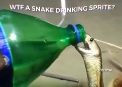 snek